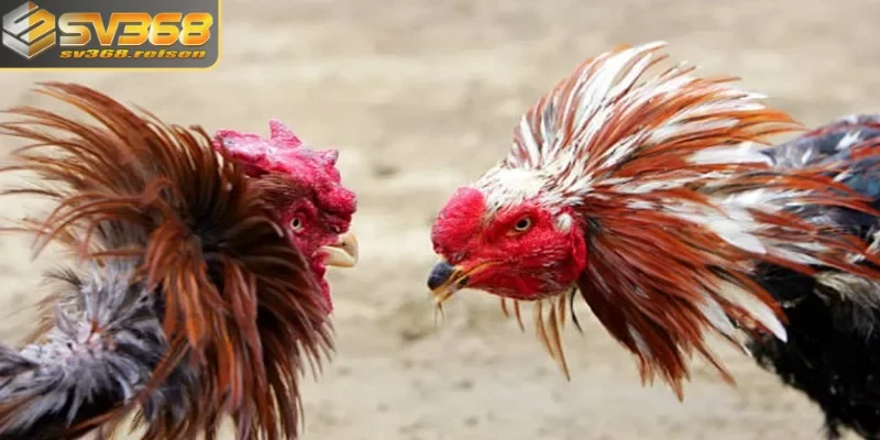Đá gà nòi mang đến nhiều trận đấu thú vị