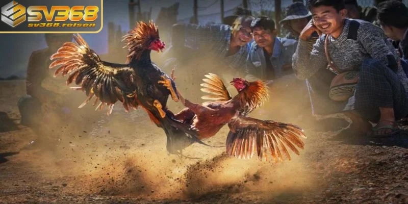Lịch đá gà SV368 mang đến những thông tin mới nhất cho người chơi